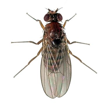 Дрозофилы, известные как плодовые мушки (Drosophilidae)