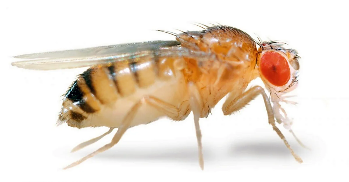 Самки дрозофилы