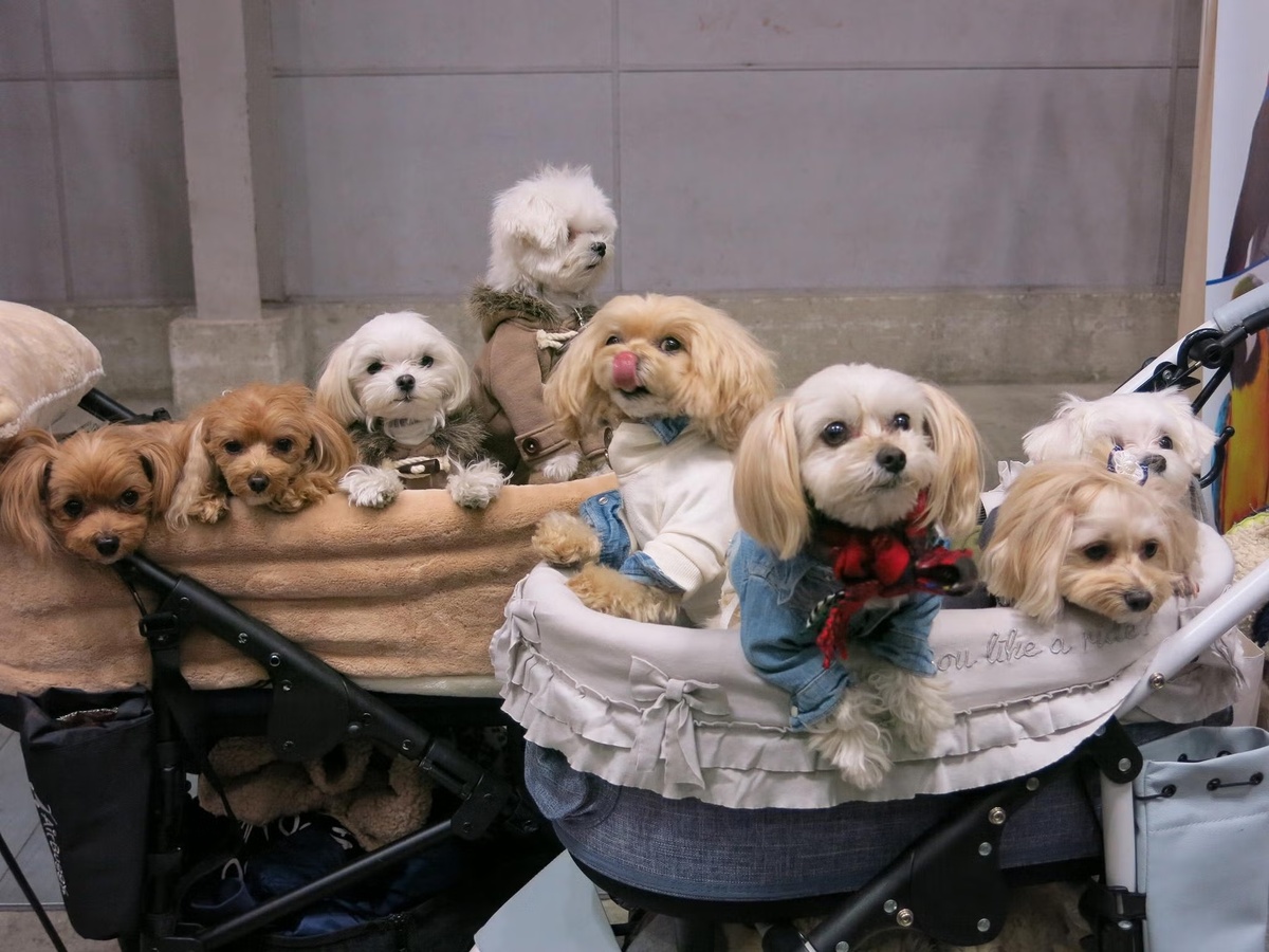 Источник: https://www.independent.co.uk/news/long_reads/japan-dog-owners-pets-tokyo-andy-cafe-dog-salon-a8794601.html Photography by The Washington Post