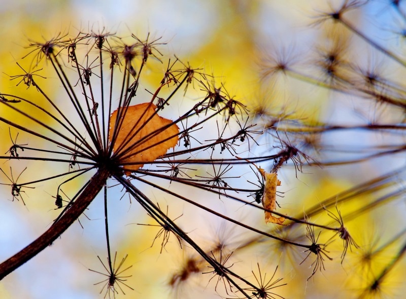 картинка взята из интернета