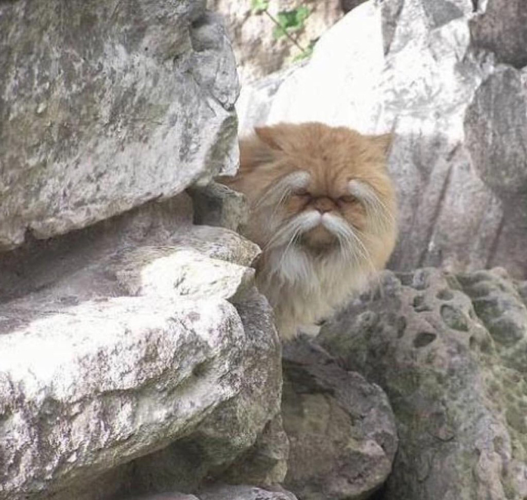 От этого красавца вы узнали бы гораздо больше.