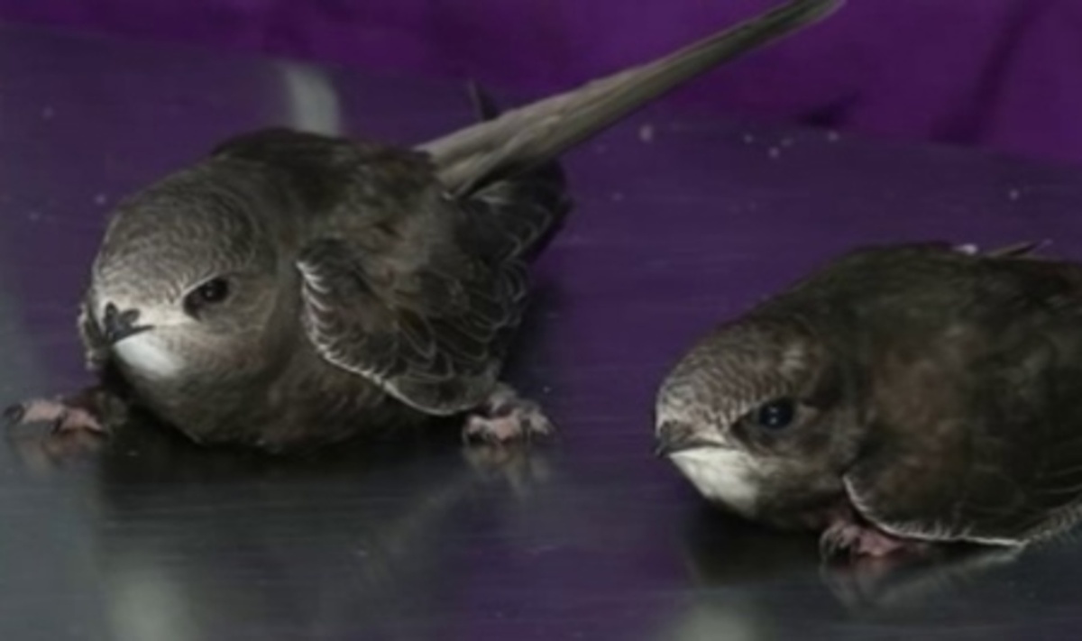    Курянка Тимина Белохорт спасает и выхаживает диких птиц