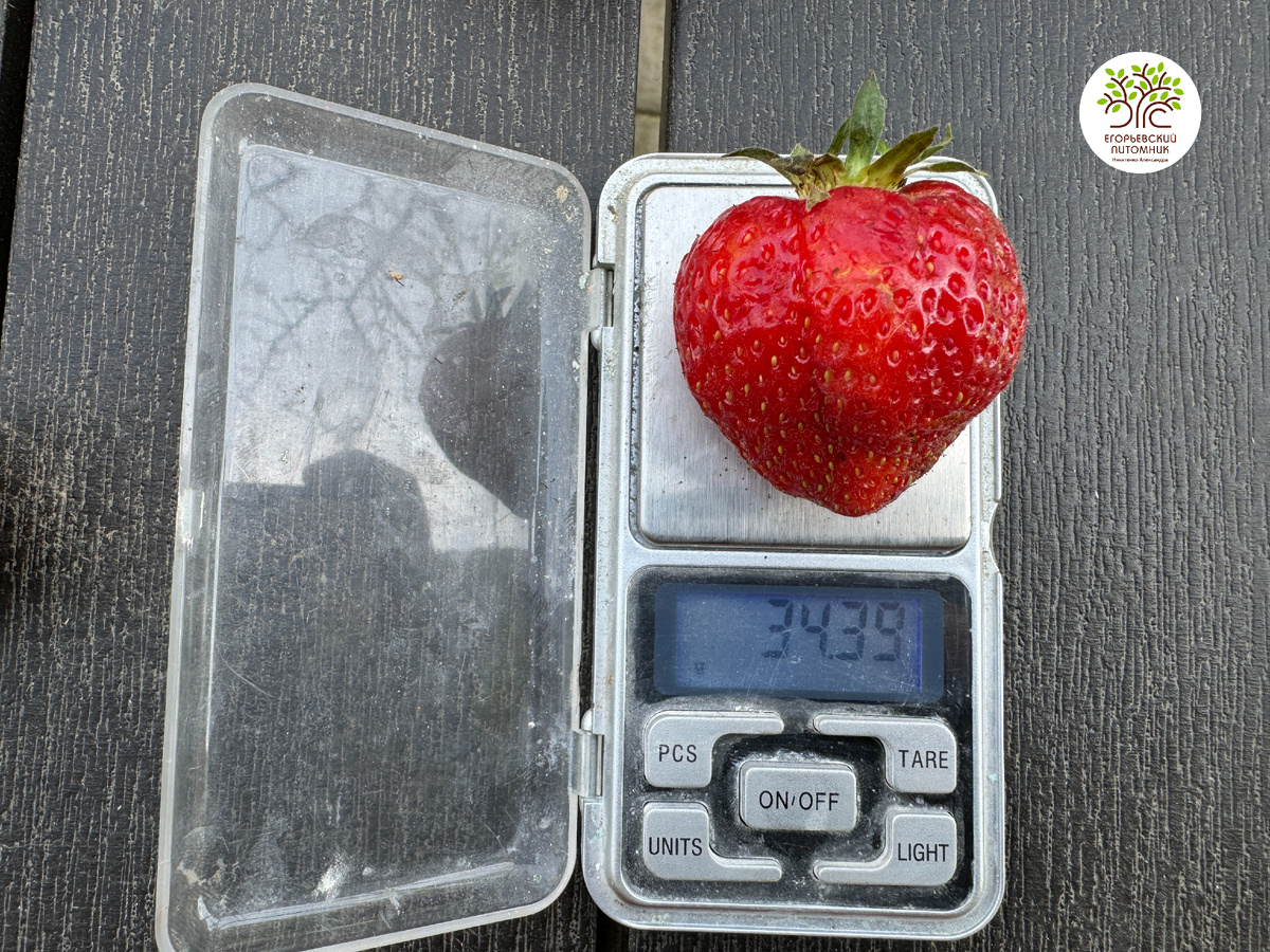 Средний вес ягод