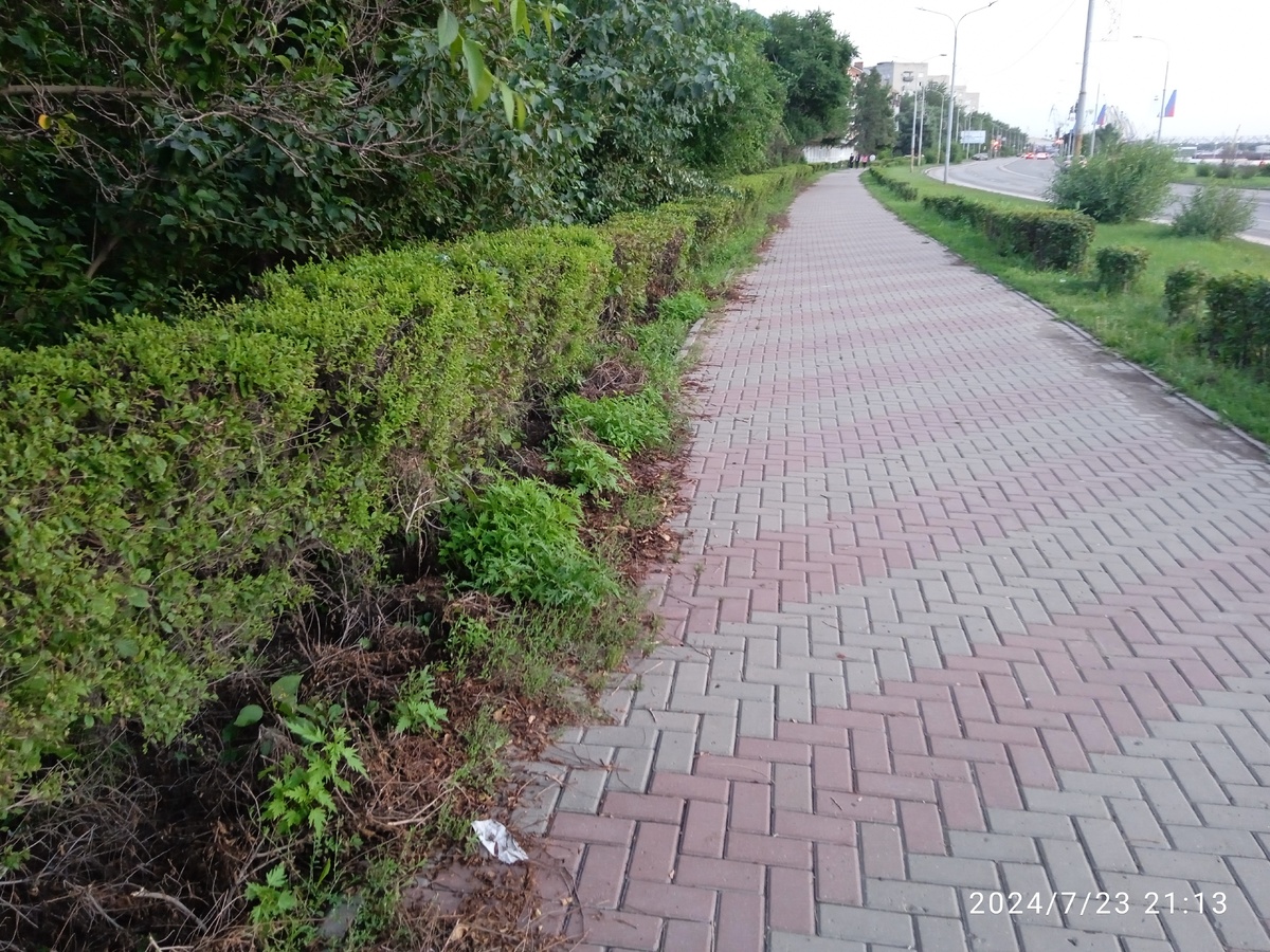 г.Омск Иртышская Набережная. После каждой обрезки кустарника, обрезанные ветки не убираются , а остаются валятся на тротуаре.