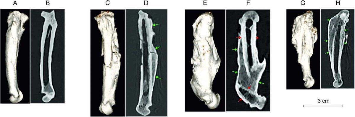    КТ-изображения пястных костей исследованной рыси Lynx issiodorensis. A, B — McII; C, D — McIII; E, F — McIV; G, H — McV. A, C, E, G — 3D-модели; B, D, F, H — КТ-срезы, зеленые стрелки указывают на периостальную реакцию, красные — на контуры кортикальной слой кости / © Historical Biology, Natalia V. Serdyuk et al.