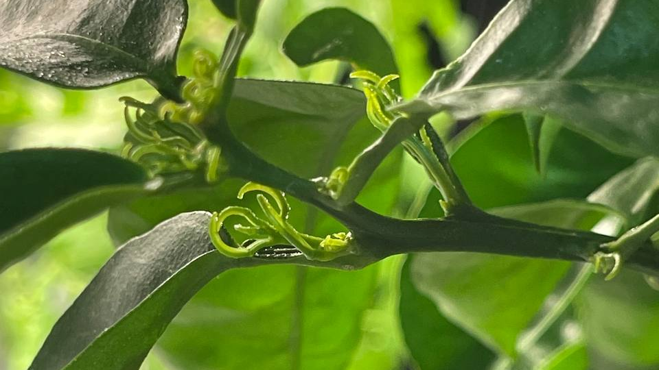 Как вместо мандаринов выросли грибы😅 3 мандарина в одном горшке! Часть 3