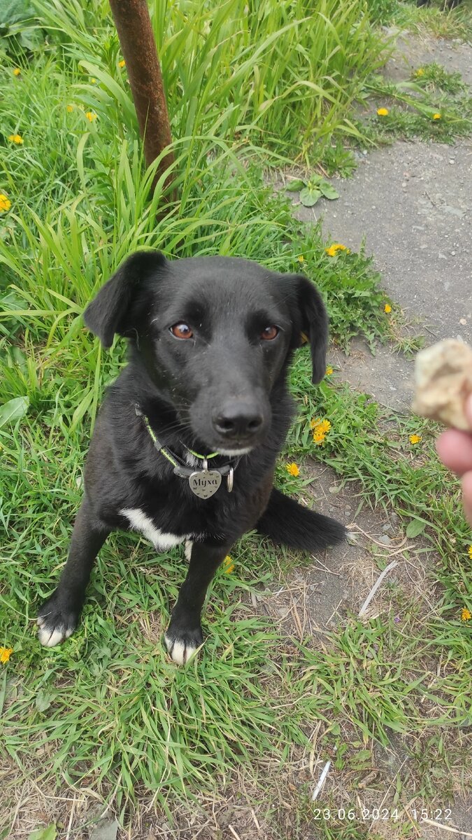 Муха-горюха