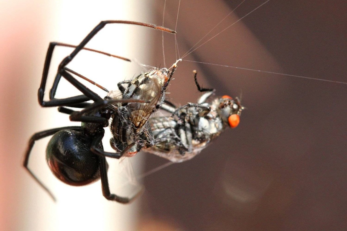Latrodectus mactans