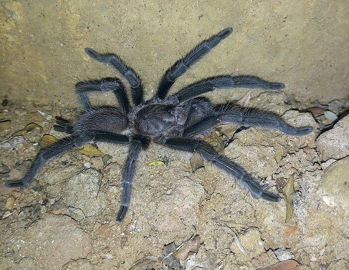 Theraphosidae