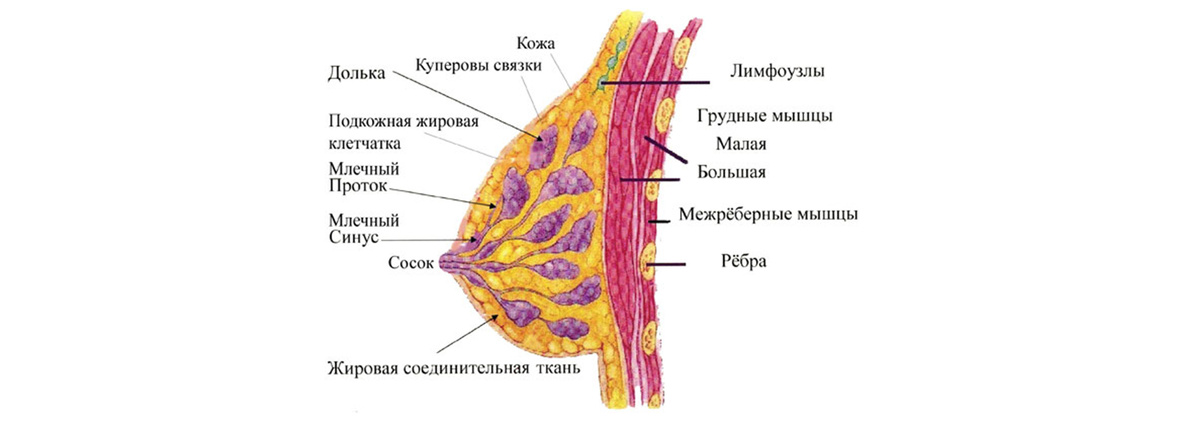 Анатомическое строение молочной железы.