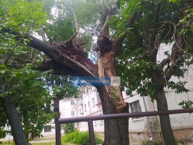     Аварийное дерево на 2-й Лагерной могло треснуть из-за неправильного кронирования
