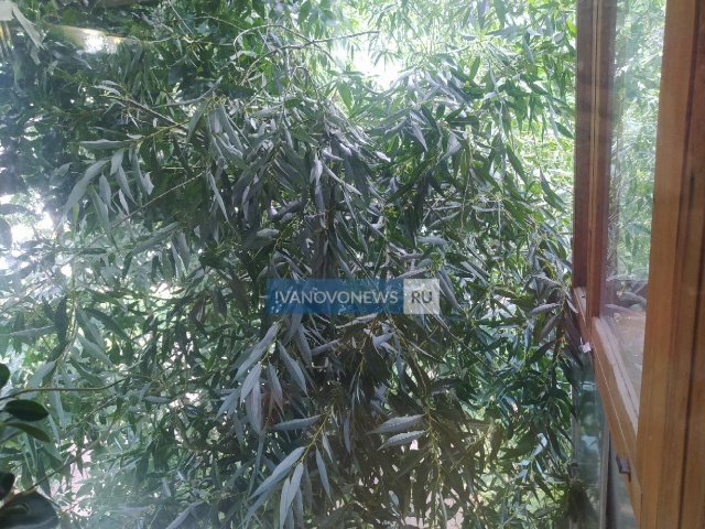     Аварийное дерево на 2-й Лагерной могло треснуть из-за неправильного кронирования