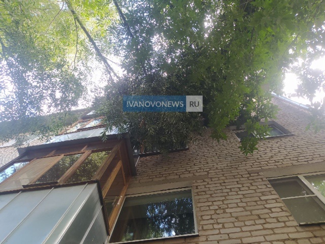     Аварийное дерево на 2-й Лагерной могло треснуть из-за неправильного кронирования