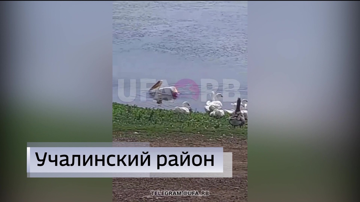    Жители Учалинского района Башкирии засняли пеликана на видео