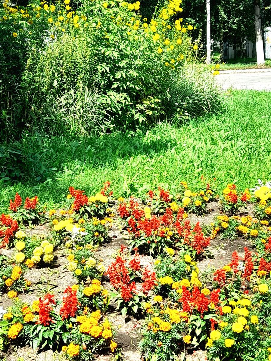 Лето, Лето, Лето.......    01.08.2024 фото автора