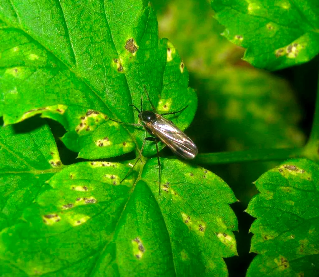 черная мошка Sciaridae