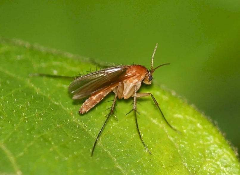 Sciaridae
