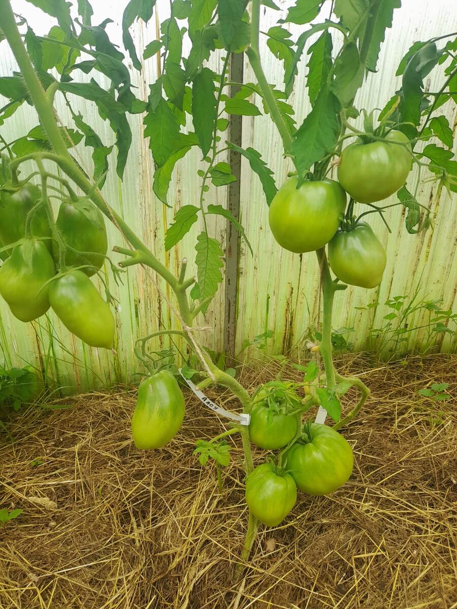 Томат Алсу.