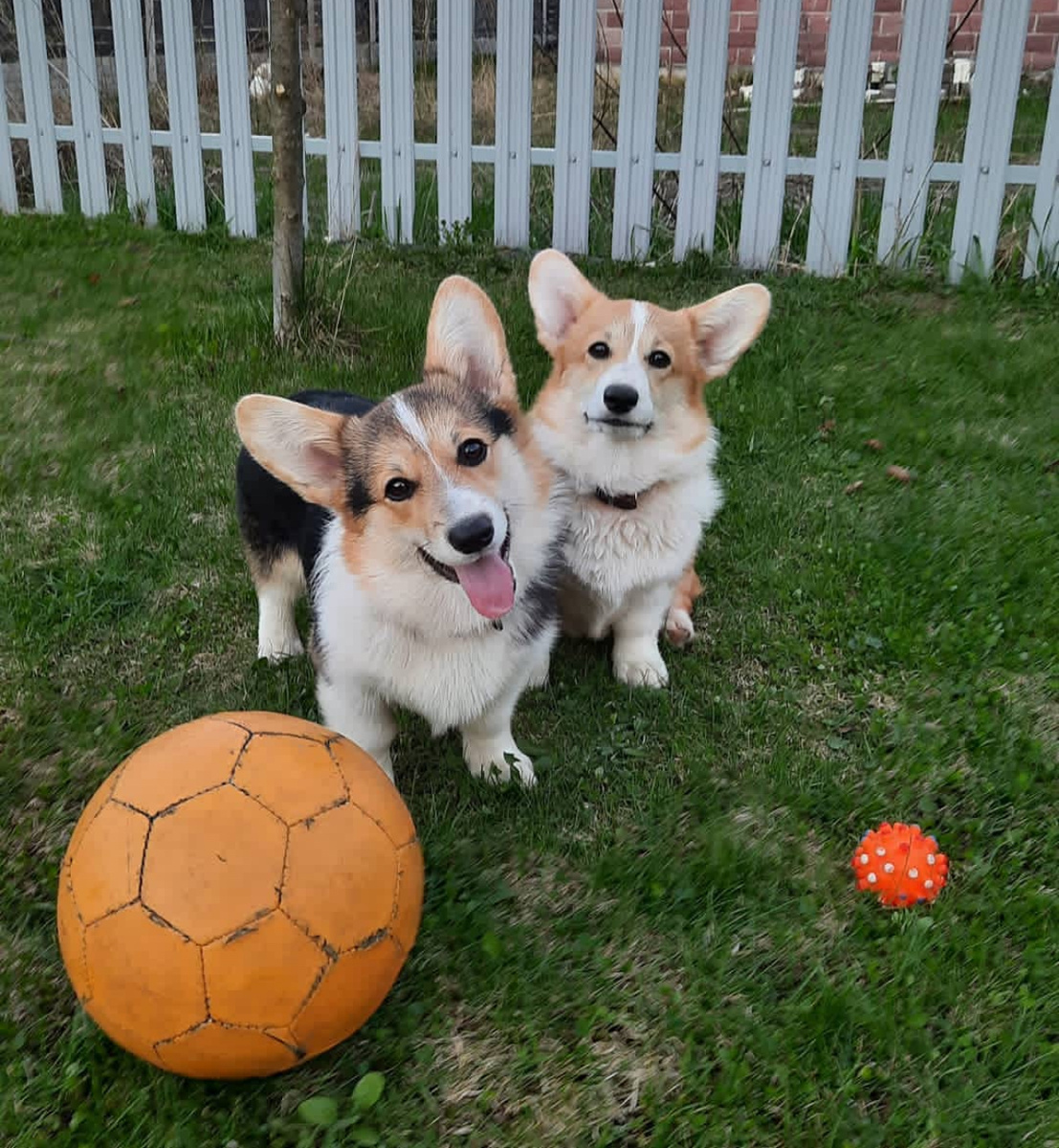 Маленькие футболистки. 