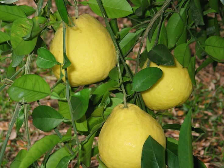 Плоды Грейпфрута Кинкодзи