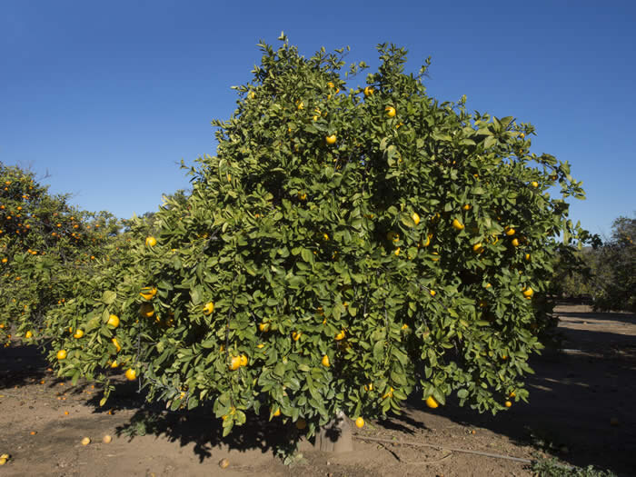 Грейпфрут Кинкоджи в природе
