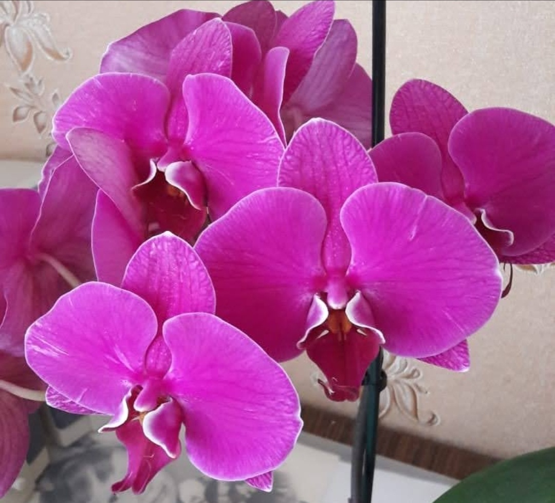 Орхидейку вам красивую)