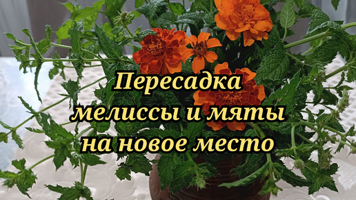 Пересадка мелиссы и мяты на новое место: немного процесса