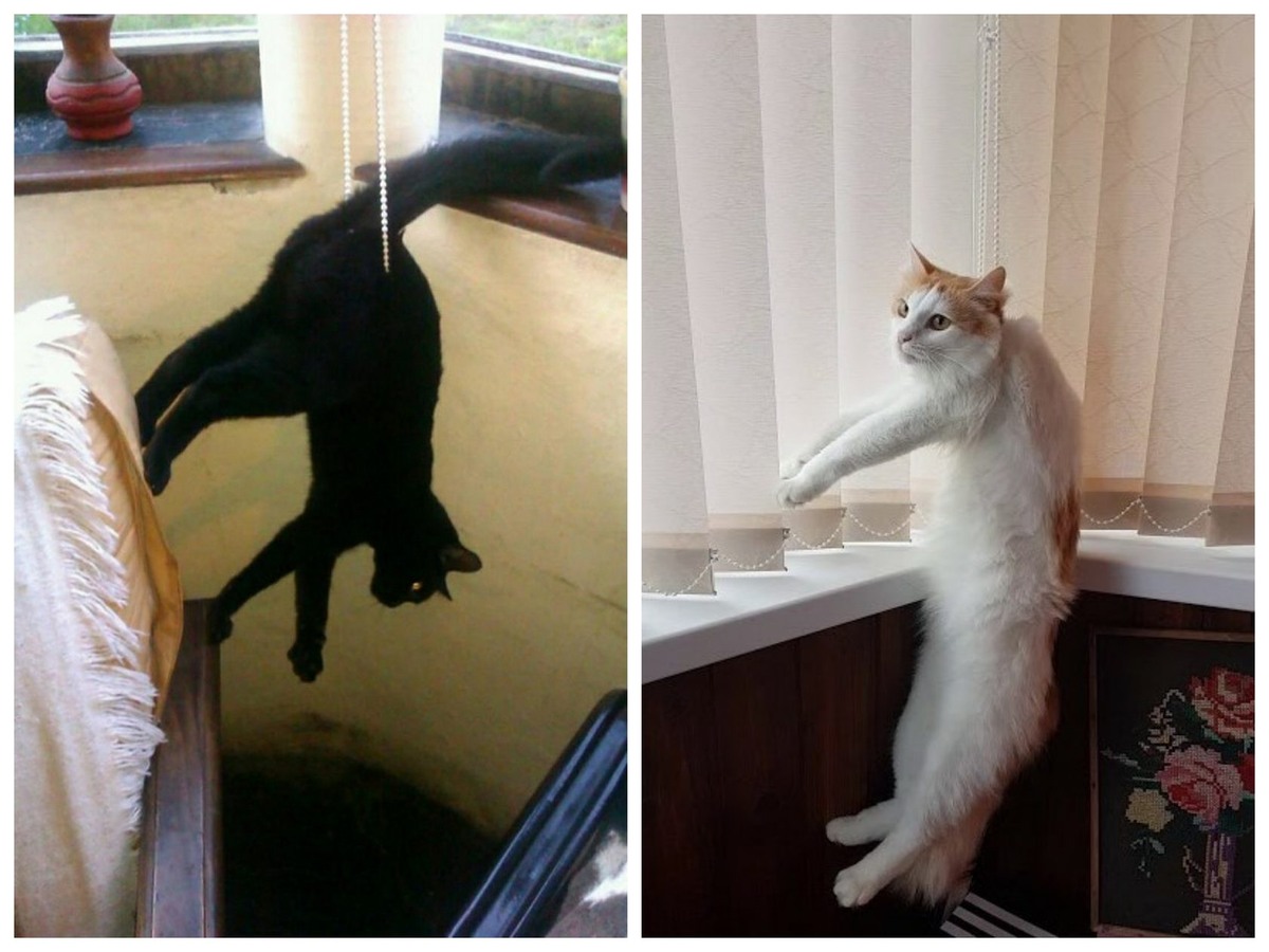 Миф: Если кошка ест только сухой корм, то у нее будут проблемы с пищеварением.Правда:Корм, состоящий из сухих гранул, содержит все необходимые питательные вещества, витамины и минералы, которые нужны кошке для здоровой жизни. Однако, если кошка употребляет только сухой корм и не получает достаточно жидкости или других питательных веществ, у нее могут возникнуть проблемы с пищеварением, такие как запоры или диарея. Важно следить за тем, чтобы кошка получала достаточно воды и других питательных веществ вместе с сухим кормом.