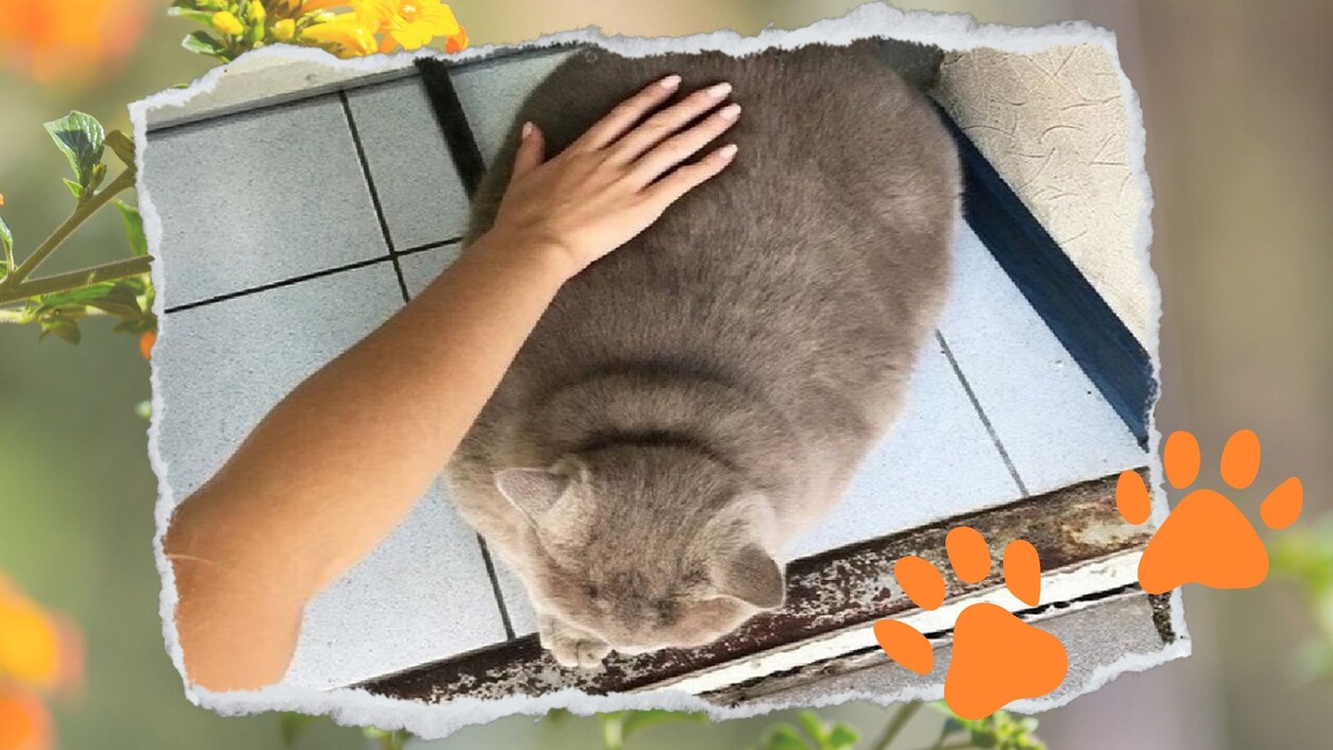 Каждый проходящий мимо, обязан погладить красавца