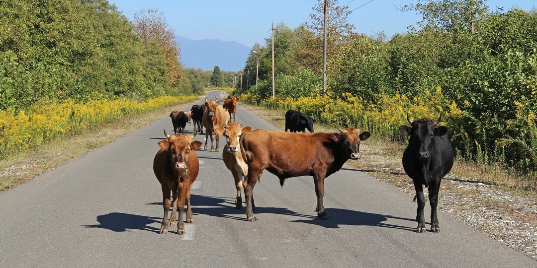 Как обезопасить себя в Абхазии: на что обратить внимание