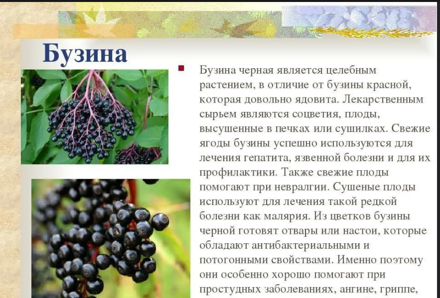 Не знала, что бузина - съедобная ягода