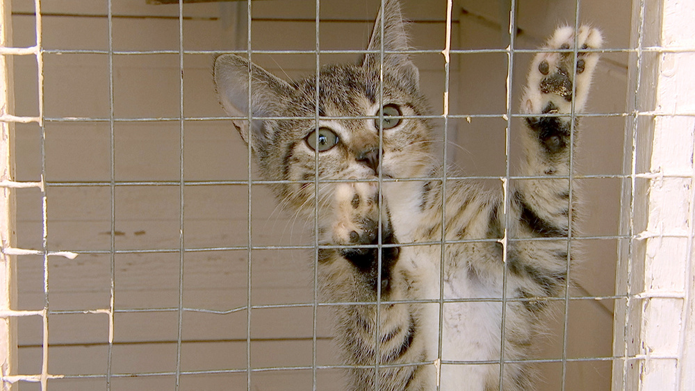    © АО "ТВ Центр"