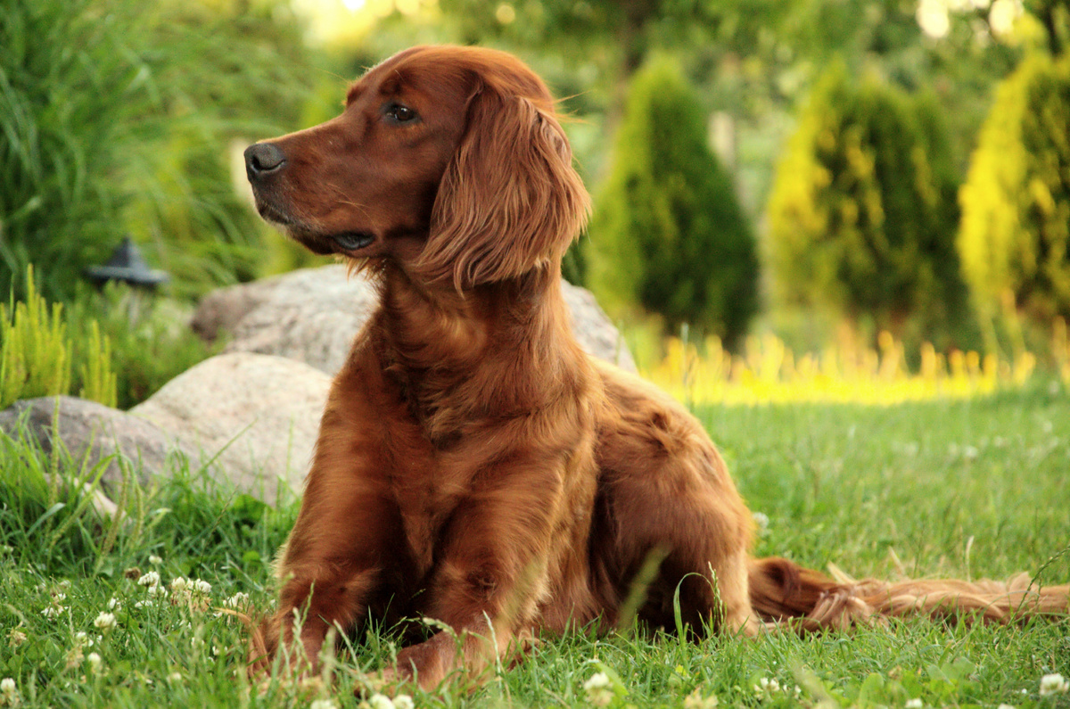 источник фото: https://get.pxhere.com/photo/dog-portrait-mammal-spaniel-vertebrate-dog-breed-retriever-chesapeake-bay-retriever-setter-irish-setter-dog-like-mammal-carnivoran-french-spaniel-nova-scotia-duck-tolling-retriever-boykin-spaniel-field-spaniel-german-spaniel-blue-picardy-spaniel-sussex-spaniel-picardy-spaniel-wirehaired-vizsla-870434.jpg