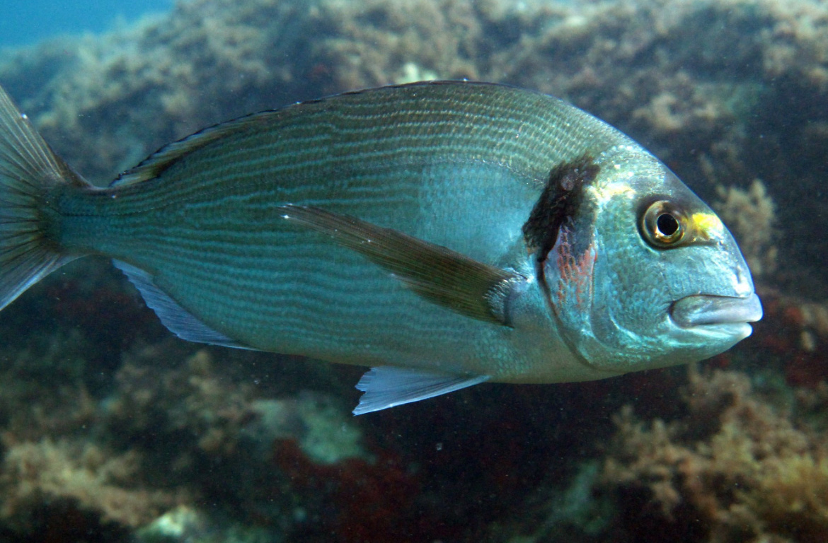 Морской карась 