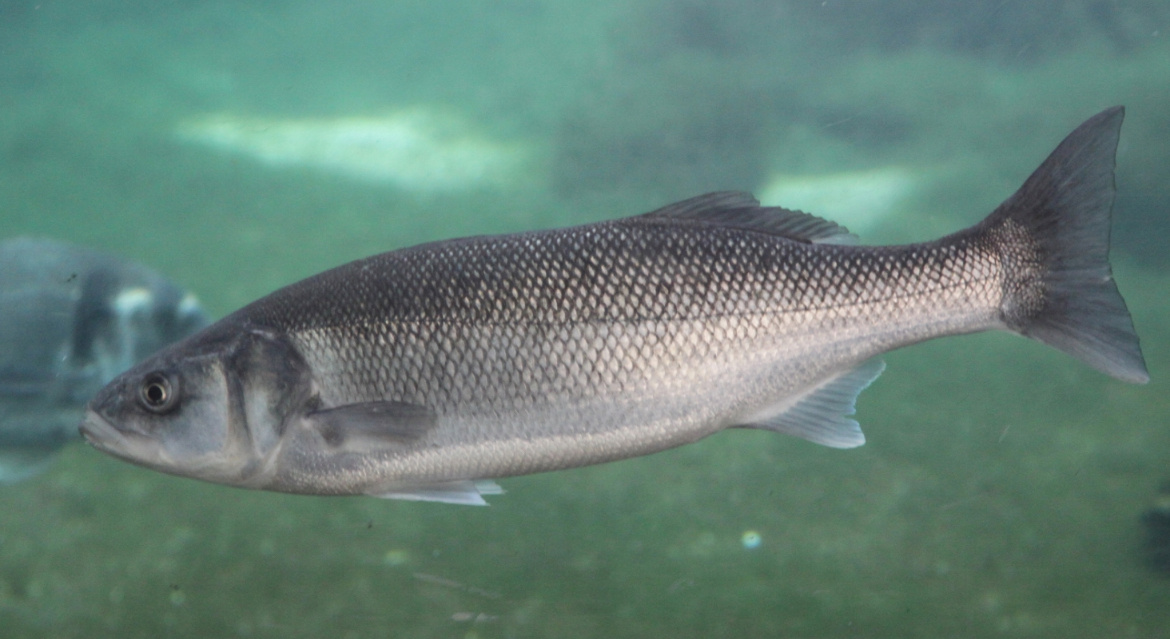 Морской волк 