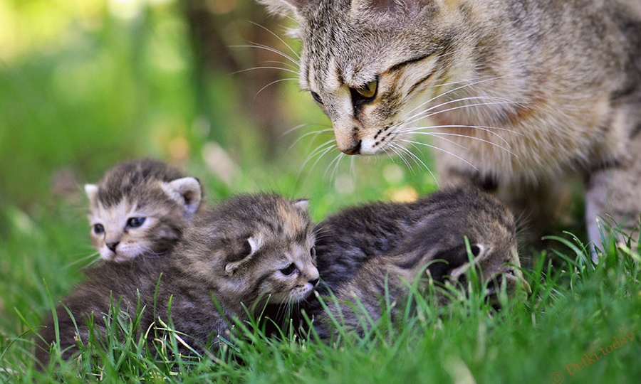 Может ли кошка пересчитать котят и заподозрить неладное, если их поубавится