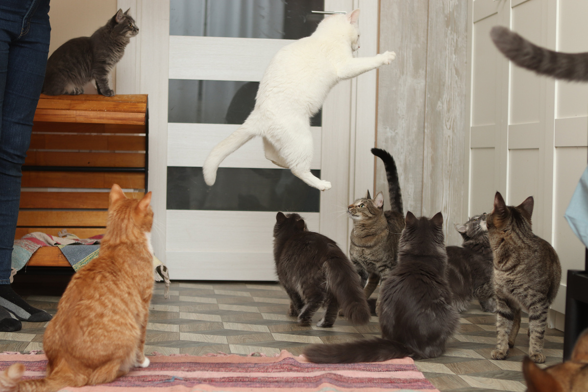 Базилио поспорил с братанами, что он 1000 и 1 раз подпрыгнет вот тако высоко! Канеш проиграл;)