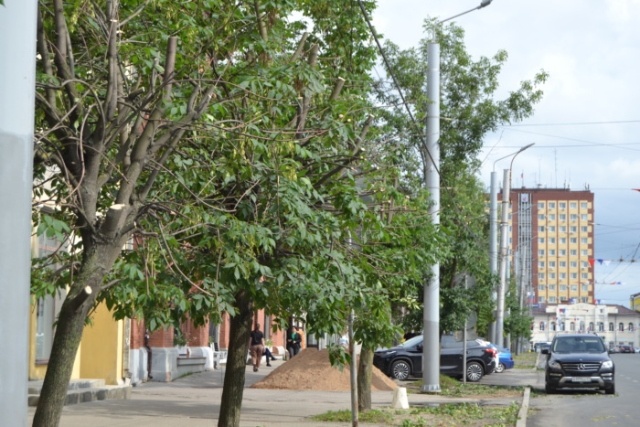    В Иванове подрезают деревья для безопасного движения троллейбусов