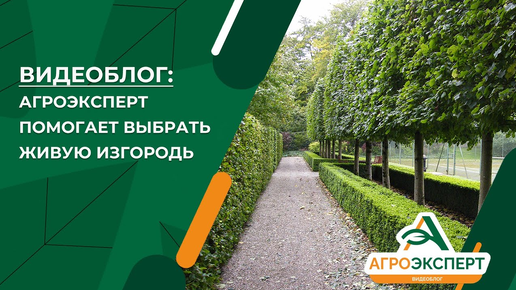 «Агроэксперт помогает». Живая изгородь: правила выбора и ухода