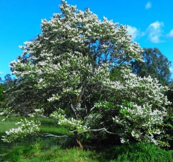 Стираксовое дерево 🌳