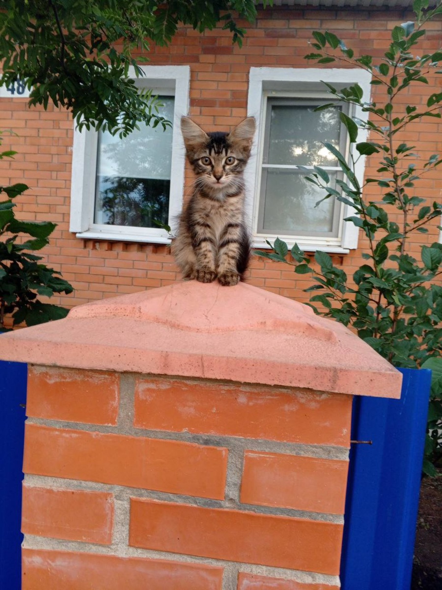 Красавица 😊 похожи они с братом, даже мяучат одинаково 😄