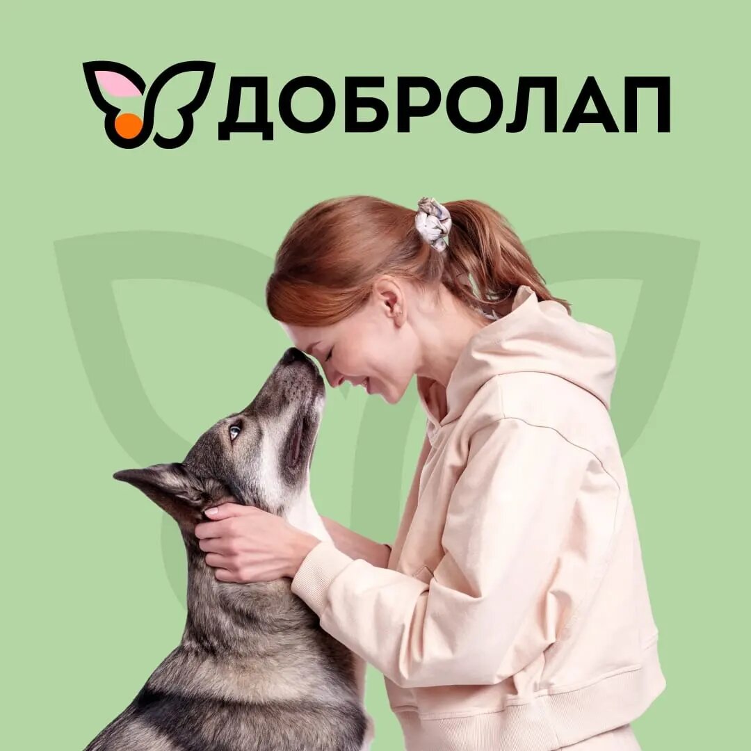 Любой желающий может пожертвовать нашим подопечным лакомства, ветеринарные препараты, корма  и другие товары в любом зоомагазине Четыре Лапы. Помочь пожертвованием можно и через сайт Четыре Лапы или мобильное приложение - оформить доставку в любой приют. 