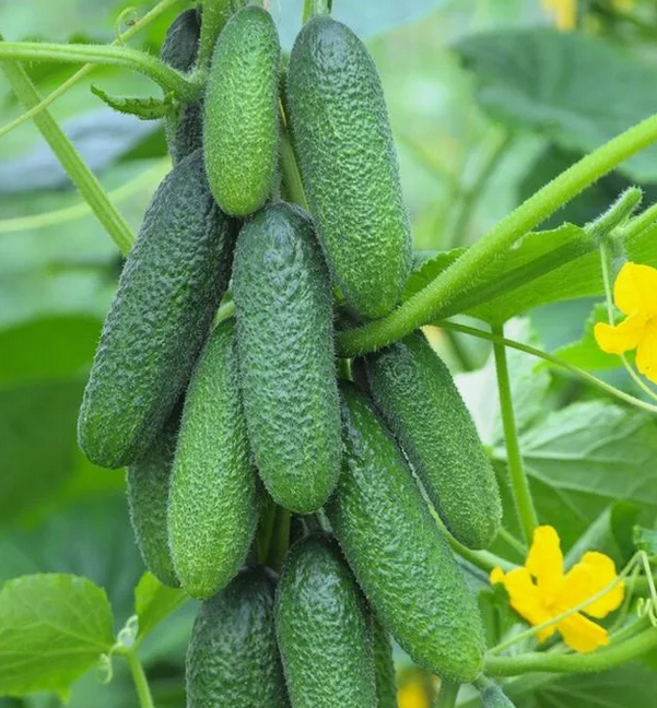 Отличные огурчики