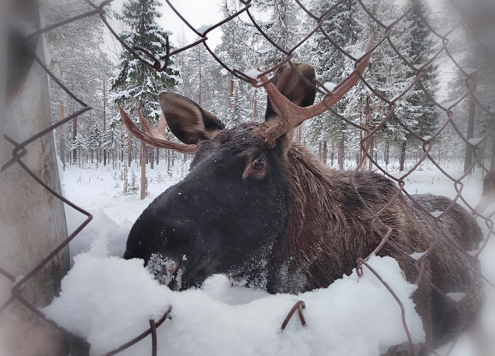 Фото Леси Рязанцевой. На фото домашний лось лосефермы при Печоро-Илычском заповеднике