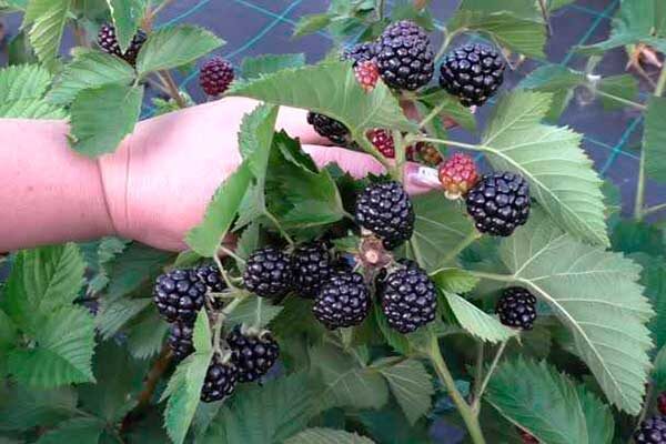 Ежевика дерево. Какая ежевика сладкая. Himalayan blackberry. Ежевика сладкие сорта. Ежевика сладкие сорта.