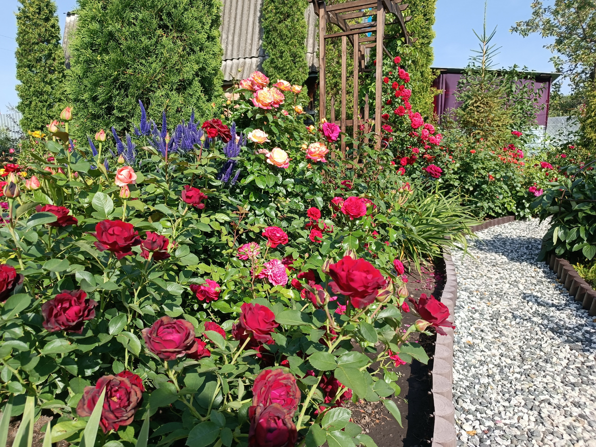 Мои розы в сезоне 2024