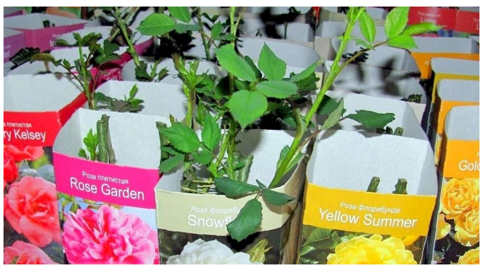 Ну как можно пройти мимо роз, расположившихся на стеллажах в красивых коробках, и не купить парочку?