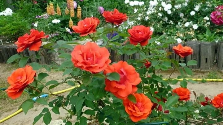 Очень красивые цветы алого цвета