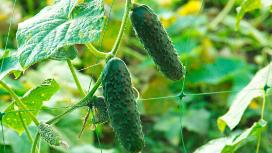    Что сделать, чтобы огурцы не горчили: совет агронома Татьяна Сидорова