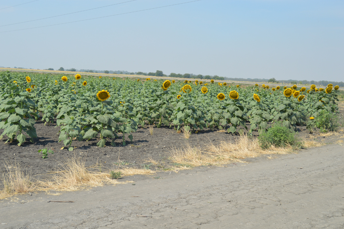 Фото автора. 12.07.2024. Полевая дорога на краю поля.